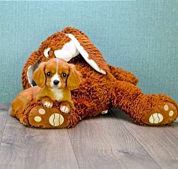 Photo of Cavalier King Charles Spaniel