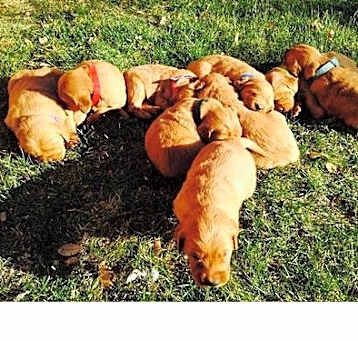 Photo of Golden Retriever