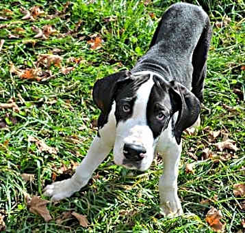 Photo of Great Dane