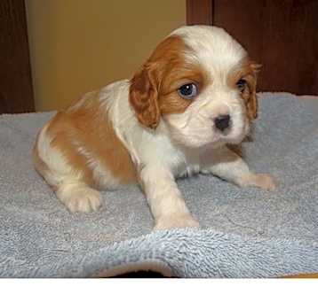 Photo of King Charles Spaniel
