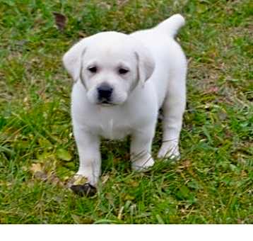 Photo of Labrador Retriever