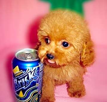 Photo of Standard Poodle