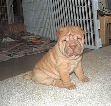 Photo of Shar Pei