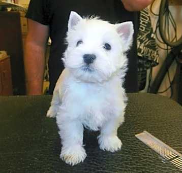 Photo of West Highland White Terrier