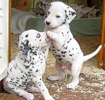 Photo of Dalmatian