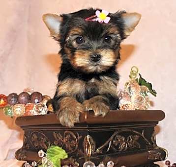 Photo of Yorkshire Terrier