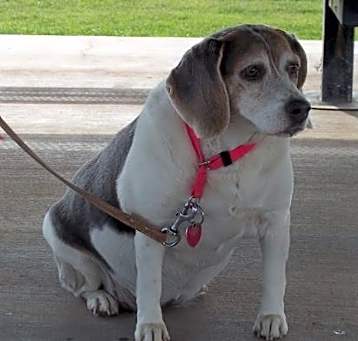Photo of Sweet Sharpay