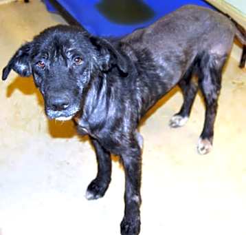 Photo of Barkley