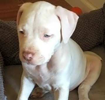 Photo of Blanco