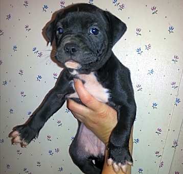 Photo of Diesel
