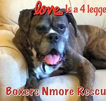 Photo of FOSTER VOLUNTEERS NEEDED