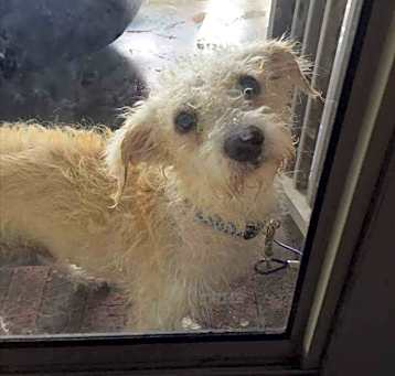 Photo of Rescue volunteers needed now!