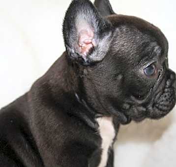Photo of Silver