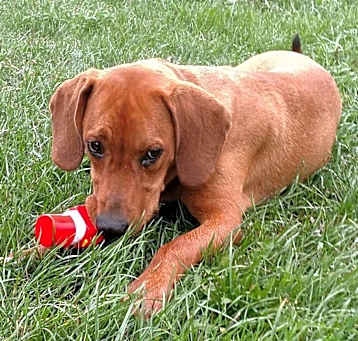 Photo of Ruger