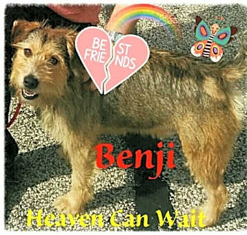 Photo of Benji
