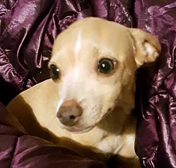 Photo of HANDSOME HONEYBOY