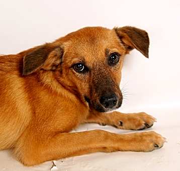 Photo of Alexa SheltieHeeler