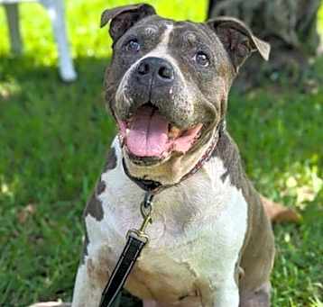 Photo of Tyson