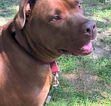 Photo of Mocha