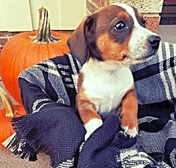 Photo of Copper