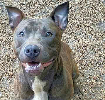 Photo of Bella Blue