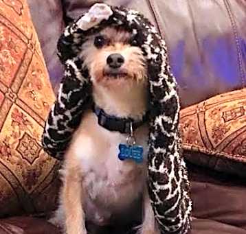 Photo of Sweet Pea (Louee)