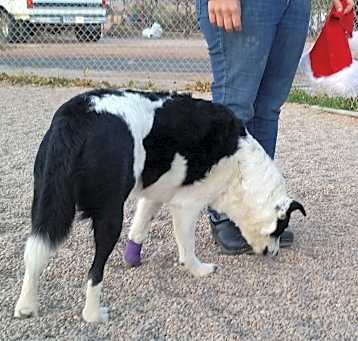 Photo of Jewelles