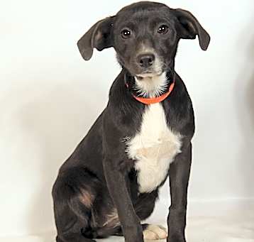 Photo of Walker ChiMix