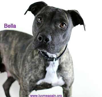 Photo of Bella