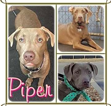 Photo of Pieper