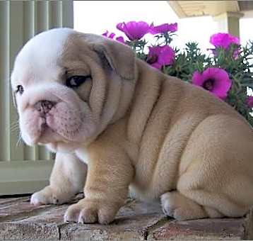 Photo of AKC ENGLISH BULLDOG PUPPIES