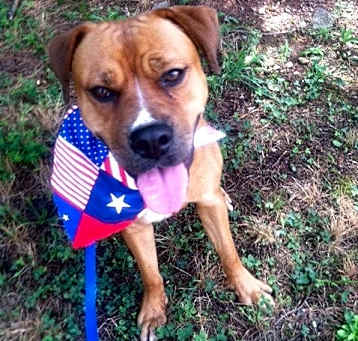Photo of Goldie