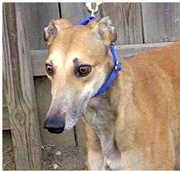 Photo of Zilly