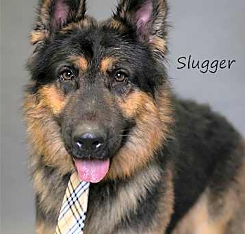 Photo of Slugger