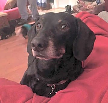 Photo of Bullet