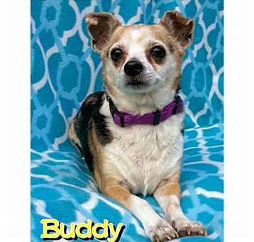 Photo of Buddy