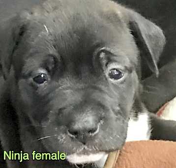 Photo of Ninja