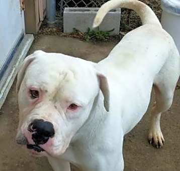 Photo of Scrappy