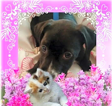 Photo of Lucy--SUPER URGENT $200