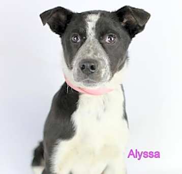 Photo of Alyssa
