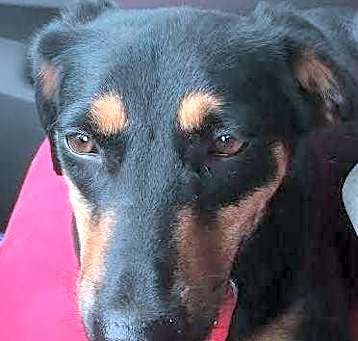 Photo of Lucy