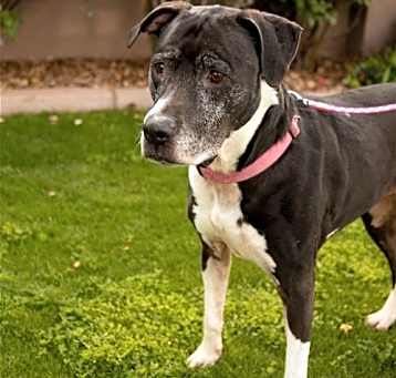 Photo of ANNABELLE 'Annie'