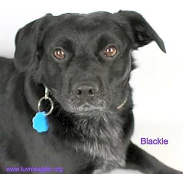 Photo of Blackie