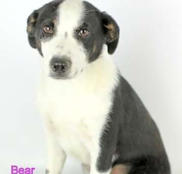 Photo of Bear - Needs Foster