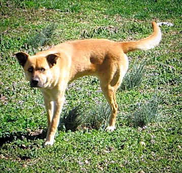 Photo of Sam