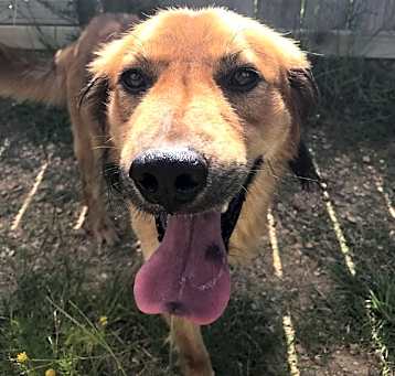 Photo of Shadow