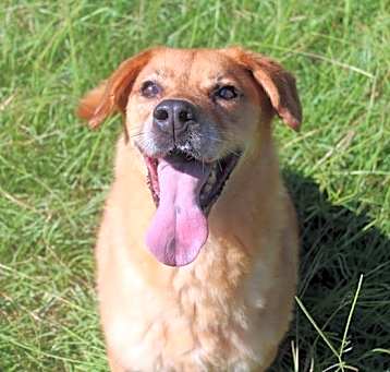 Photo of GInger
