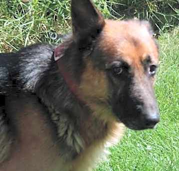 Photo of Kong