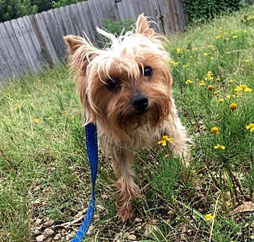 Photo of Pebbles