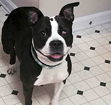 Photo of Bandit